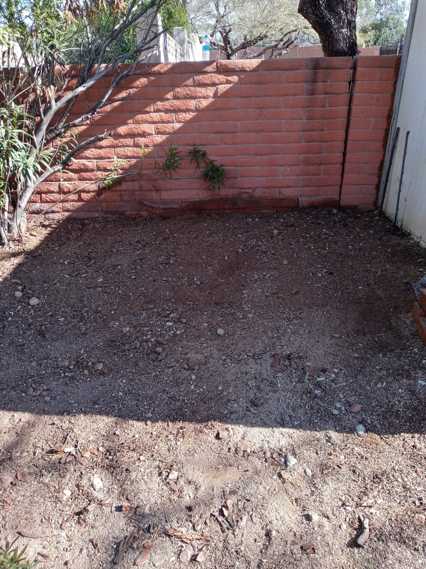 A after photo of a backyard cleaned up after junk removal in Catalina, AZ