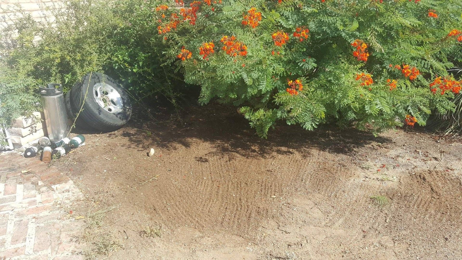 A after photo showing a cleaned up yard and bush after junk removal