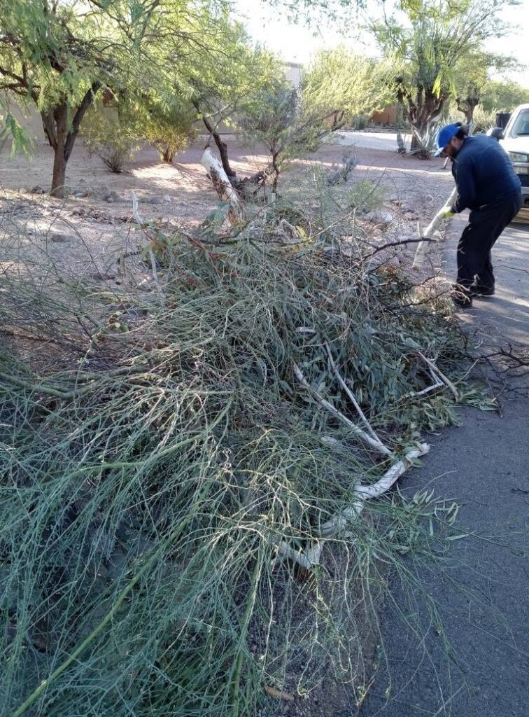 Vista Clean crew handling cactus and tree removal near Tucson, AZ